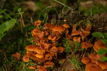 Inedible mushroom in summer sunny wet forest