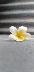 Fototapeta na wymiar white frangipani flowers on bamboo mat
