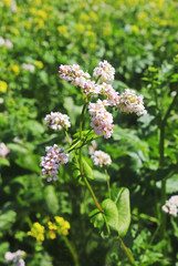 blooming buckwheat plant