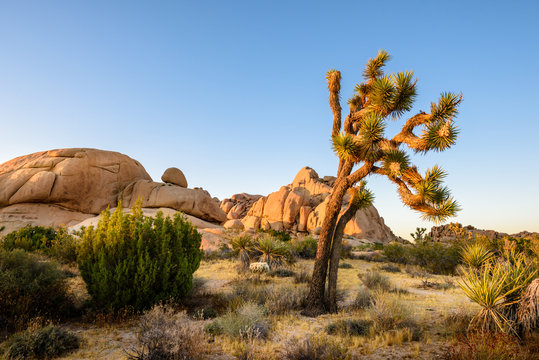 Joshua Tree National Park, Mojave Desert, California