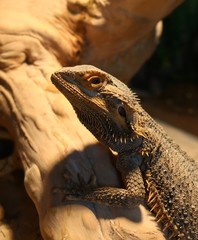 Close-up profile of a Bearded Dragon lizard on a log in tank with UV heat lamp shining on him 
