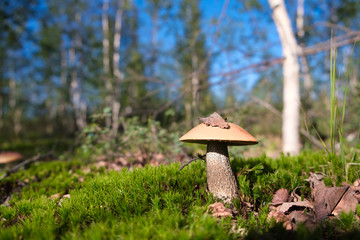 Cute penny bun mushroom is growing in the grass. The beautiful small brown cap of a cep is in the...