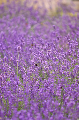 Fototapeta na wymiar Lavender field meadow flowerbed