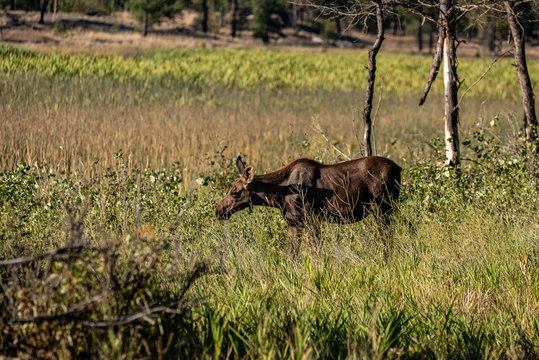 Young Moose Calf At Turnbull National Wildlife Refuge.