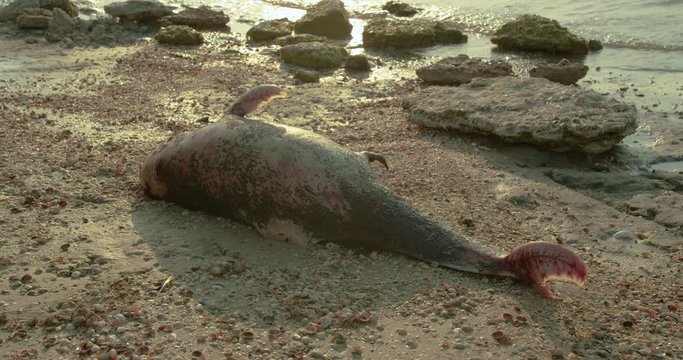The carcass of a dead Dolphin washed up on a beach.