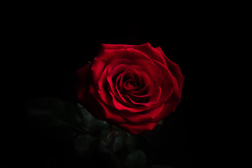 red rose on black background