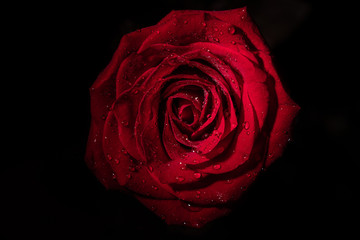 red rose isolated on black background