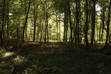 Fototapeta premium Waldblick