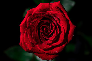 red rose with drops of water