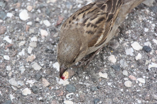 passerotto