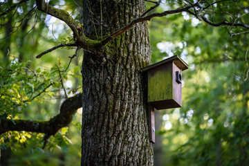 Wooden birdhouse hanging on a tree background