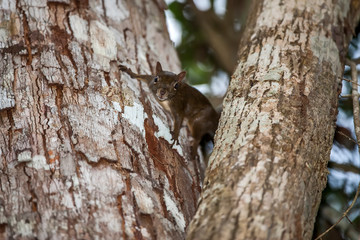 Brazilian squirrel photographed in Linhares, Espirito Santo. Southeast of Brazil. Atlantic Forest Biome. Picture made in 2012.
