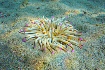 Fototapeta na wymiar A golden anemone, Condylactis aurantiaca, on a sandy seabed in the Mediterranean Sea, Costa Brava, Spain