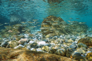 School of fish with pebbles and rocks in shallow water underwater in the Mediterranean sea, Spain, Costa Brava, Catalonia