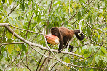 Obraz premium Crested capuchin photographed in Linhares, Espirito Santo. Southeast of Brazil. Atlantic Forest Biome. Picture made in 2012.