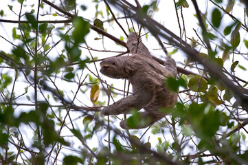 Brown throated sloth photographed in Linhares, Espirito Santo. Southeast of Brazil. Atlantic Forest Biome. Picture made in 2012.