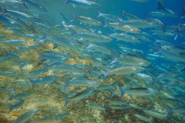 Fototapeta na wymiar Shoal of fish mullets underwater in the Mediterranean sea, Spain, Costa Brava, Cap de Creus