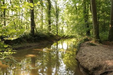 Bachlauf im Wald