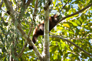 Crested capuchin photographed in Linhares, Espirito Santo. Southeast of Brazil. Atlantic Forest Biome. Picture made in 2012.
