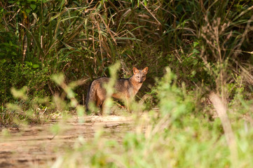  Crab eating fox photographed in Linhares, Espirito Santo. Southeast of Brazil. Atlantic Forest Biome. Picture made in 2012.