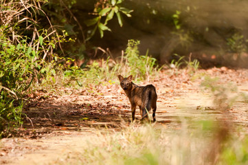 Crab eating fox photographed in Linhares, Espirito Santo. Southeast of Brazil. Atlantic Forest Biome. Picture made in 2012.