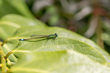 Pechlibelle auf einem Blatt