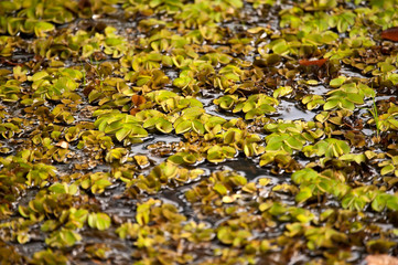 Salvinia water plant photographed in Linhares, Espirito Santo. Southeast of Brazil. Atlantic Forest Biome. Picture made in 2012.