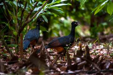 Red billed Curassow  female photographed in Linhares, Espirito Santo. Southeast of Brazil. Atlantic Forest Biome. Picture made in 2012.