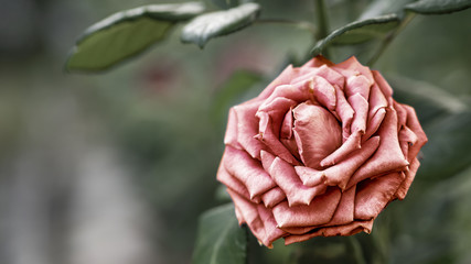 Amber flower in a very beautiful tonal colors, for a spectacular collage