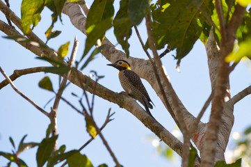 Campo Flicker photographed in Linhares, Espirito Santo. Southeast of Brazil. Atlantic Forest Biome. Picture made in 2012.