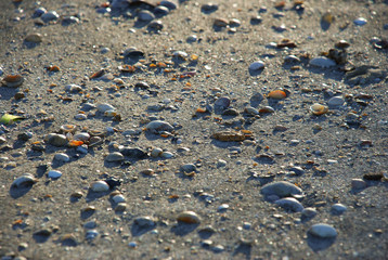 Conchas são vistas em praia do nordeste do Brasil.
