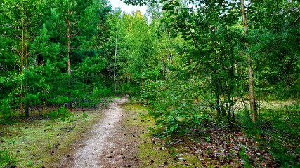 path in forest
