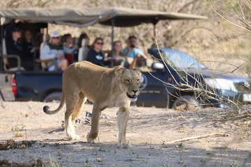 Löwe vor Safariauto