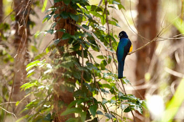 White tailed Trogon photographed in Linhares, Espirito Santo. Southeast of Brazil. Atlantic Forest Biome. Picture made in 2012.