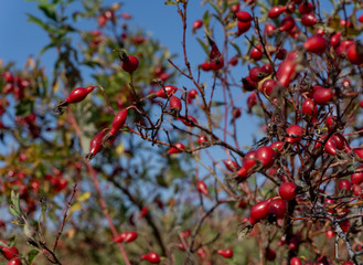 red berries of rose hip