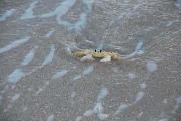 Maria farinha, um pequeno carangueijo comum nas praias do Nordeste do Brasil.