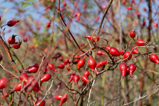 red berries of rose hip on a branch