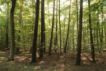 Naklejka premium Waldblick