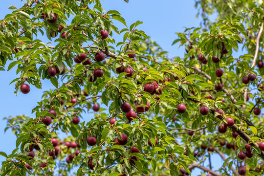 Mirabellenbaum 이미지 찾아보기 218 스톡 사진, 벡터 및 비디오 Adobe Stock