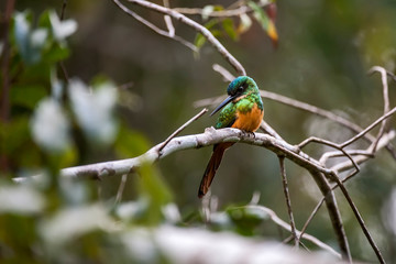 Rufous tailed Jacamar photographed in Linhares, Espirito Santo. Southeast of Brazil. Atlantic Forest Biome. Picture made in 2012.