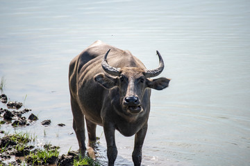 A buffalo is playing in the water