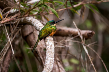 Rufous tailed Jacamar photographed in Linhares, Espirito Santo. Southeast of Brazil. Atlantic Forest Biome. Picture made in 2012.