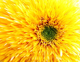 abstract background of a closeup flower in many colors