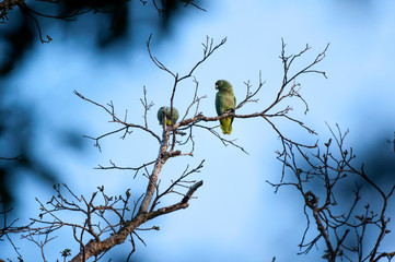 Mealy Parrot photographed in Linhares, Espirito Santo. Southeast of Brazil. Atlantic Forest Biome. Picture made in 2012.