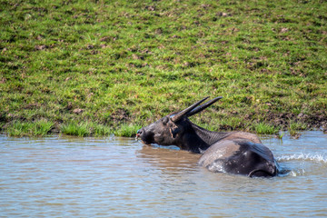 A buffalo is playing in the water