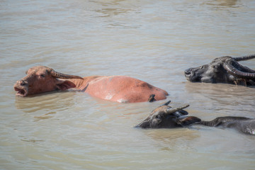 Fototapeta premium A buffalo is playing in the water