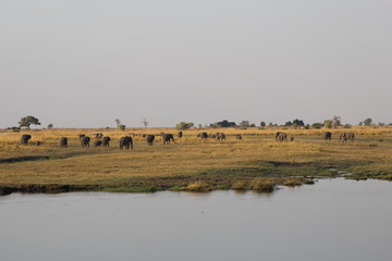 Fototapeta na wymiar Elefantenherde am Wasser