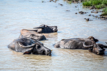 A buffalo is playing in the water