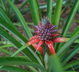 Image of pineapple ripens. Phuket, Thailand