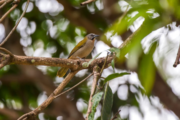 Buff throated Saltator photographed in Linhares, Espirito Santo. Southeast of Brazil. Atlantic Forest Biome. Picture made in 2012.